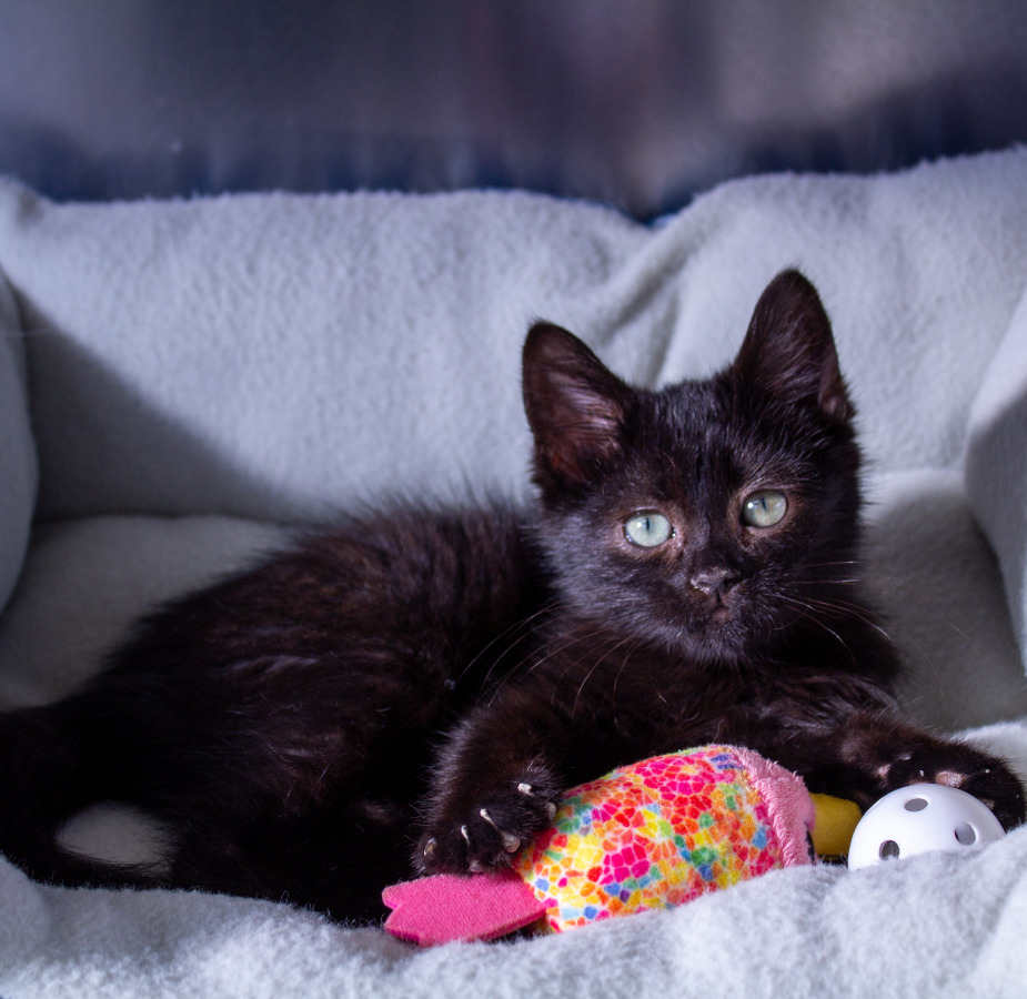 Black kitten laying on a bed with a colorful toy 