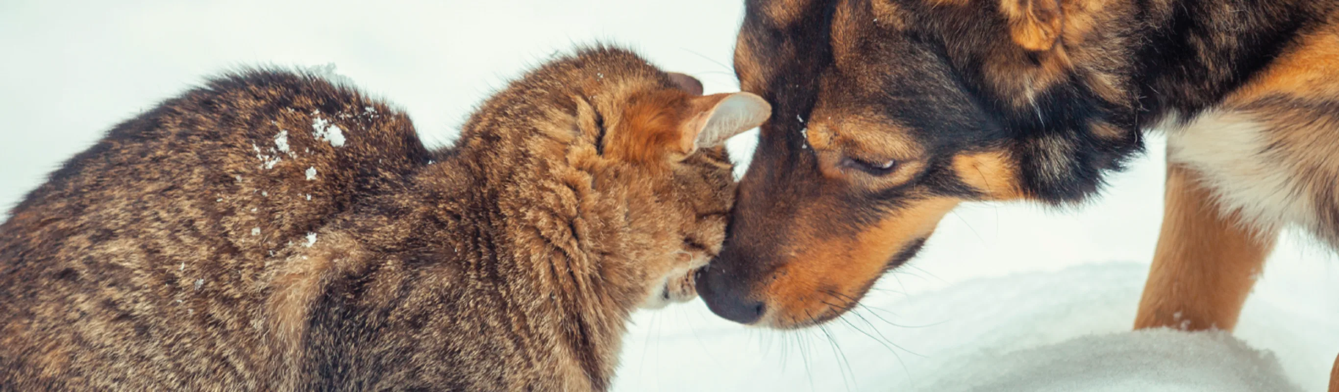 Cat and Dog Cuddles in snow Cat and Dog Cuddles in snow