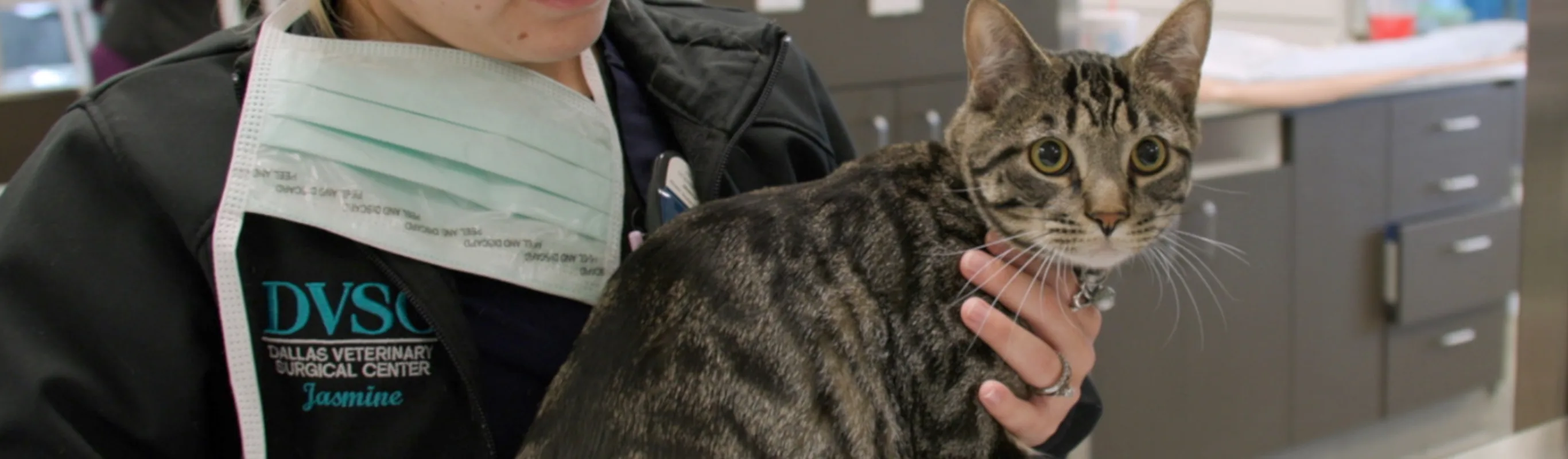 DVSC staff member holding a cat on a table DVSC staff member holding a cat on a table
