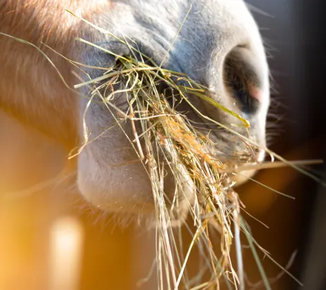 Close up of horse eating hay 