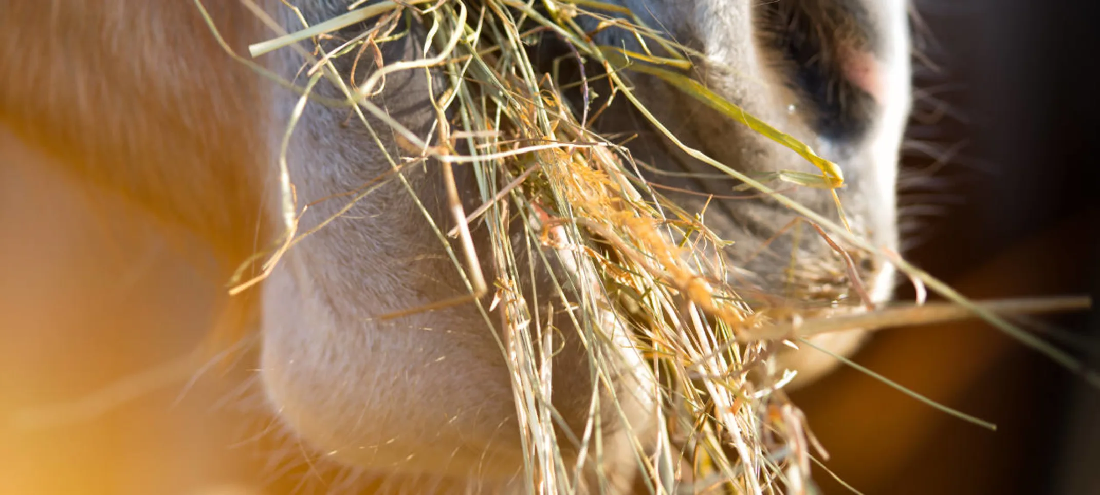 Close up of horse eating hay 