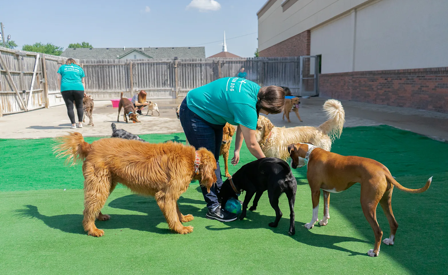 Staff playing with dogs at Puppy Playground Staff playing with dogs at Puppy Playground
