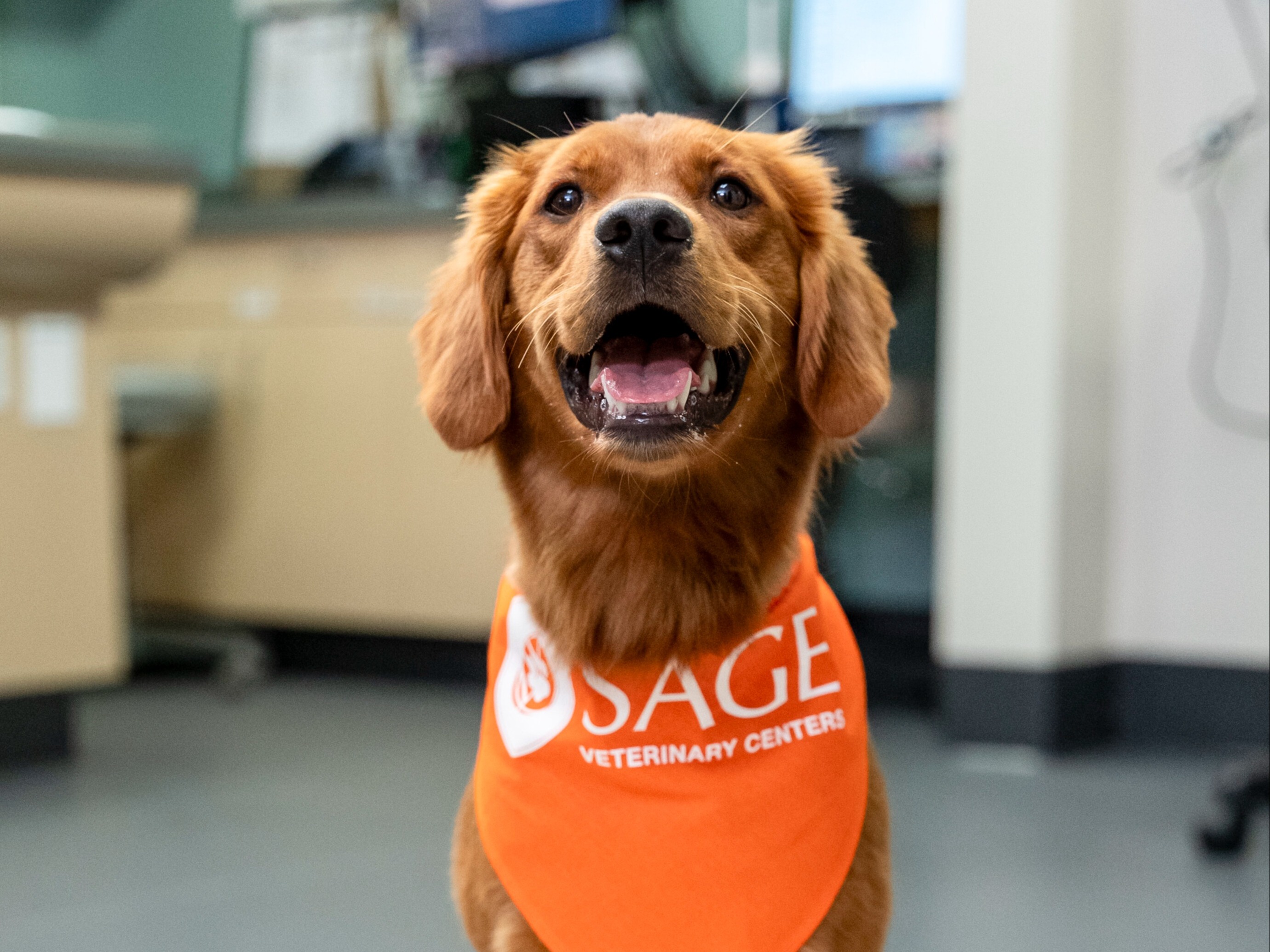 A  Brown dog wearing an orange SAGE Bandana