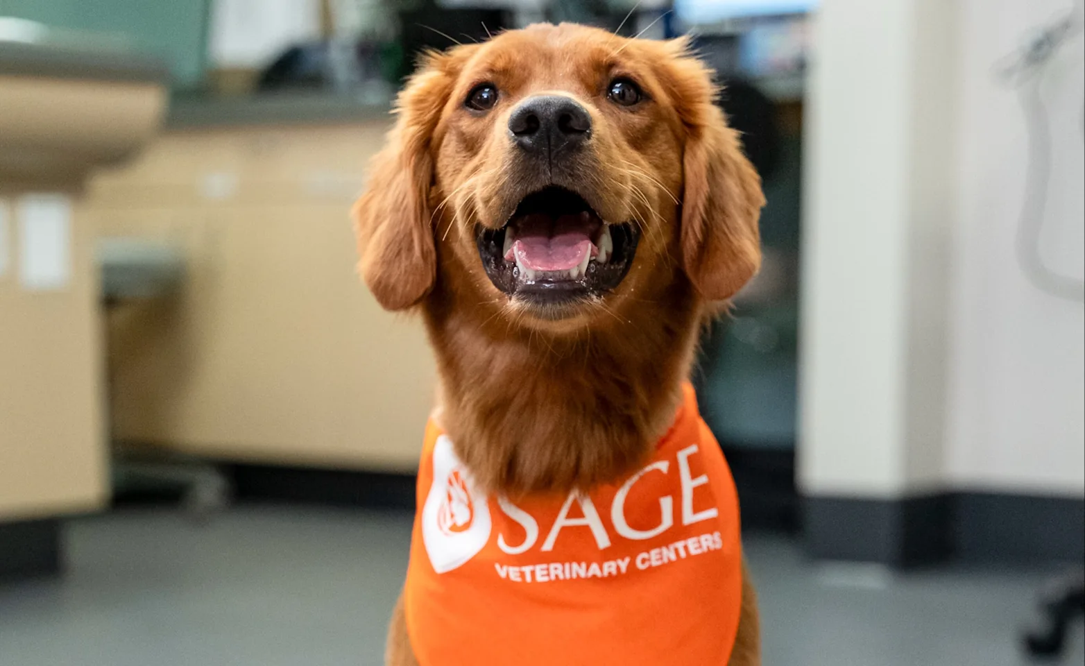 A Brown dog wearing an orange SAGE Bandana A Brown dog wearing an orange SAGE Bandana