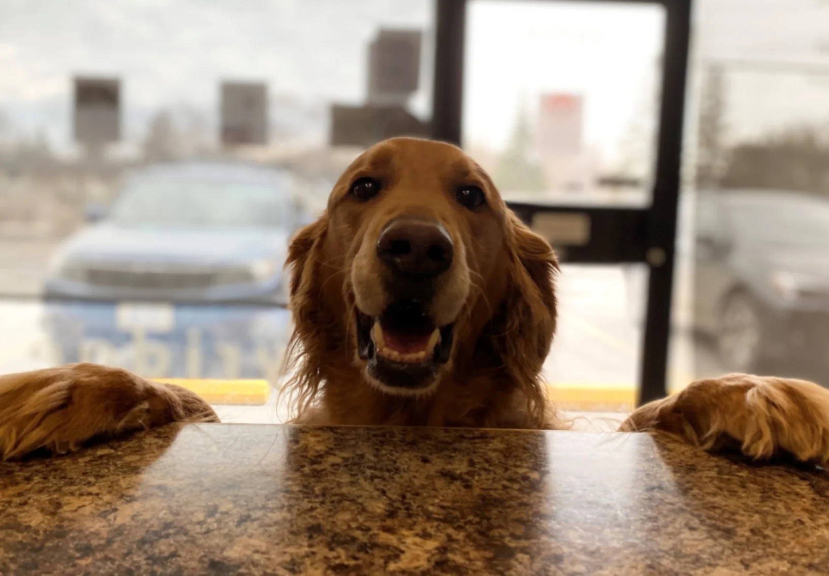 Gibson the Golden Retriever Gibson the Golden Retriever