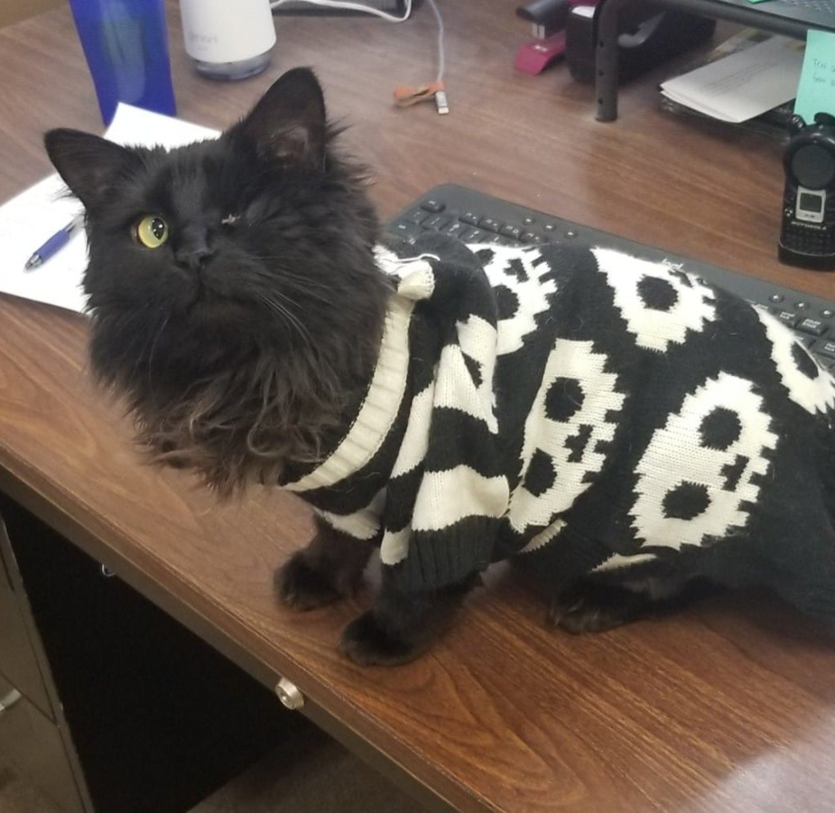 Pirate the black cat with one eye