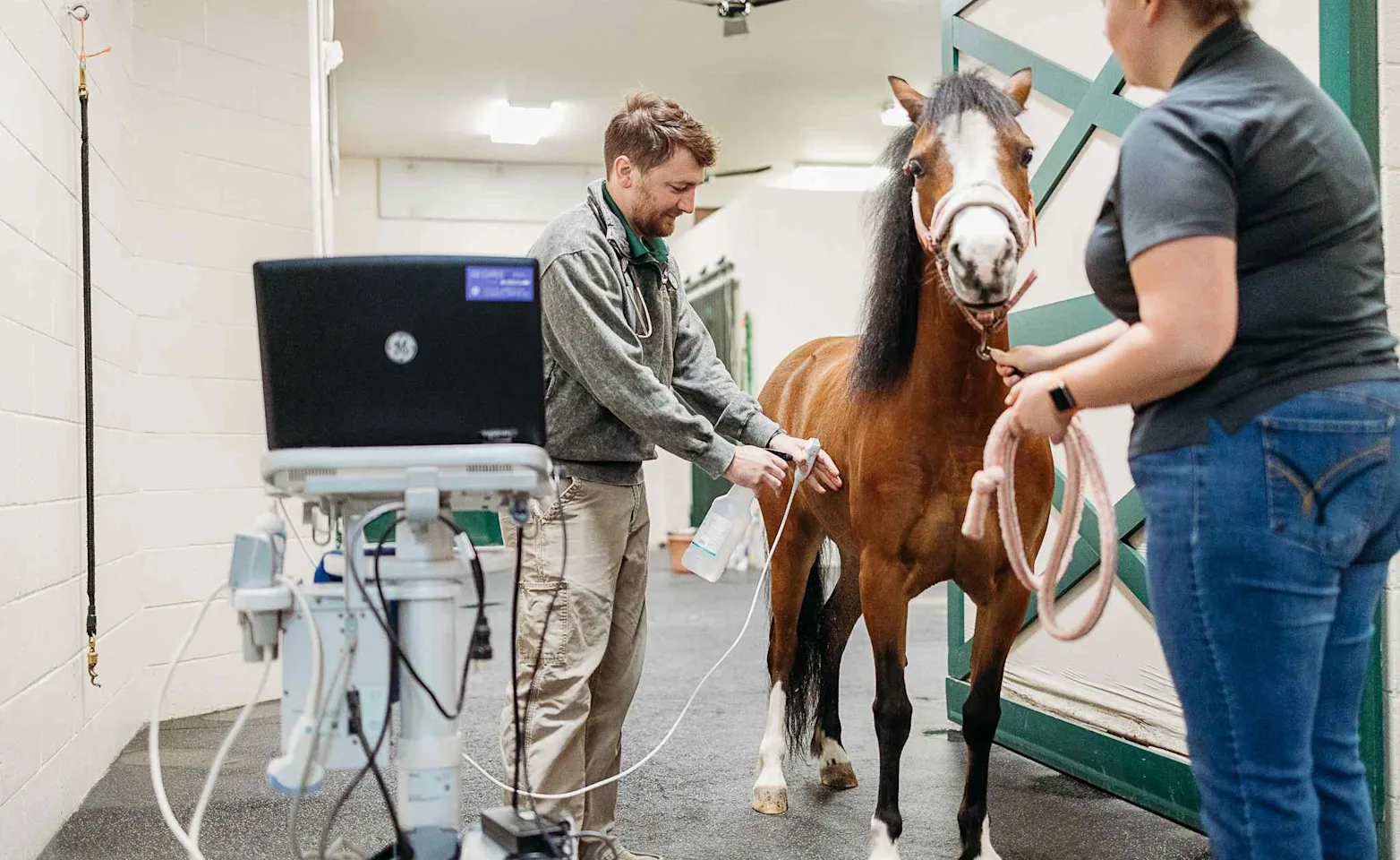 Two Staff Members Examining a Brown Horse Two Staff Members Examining a Brown Horse