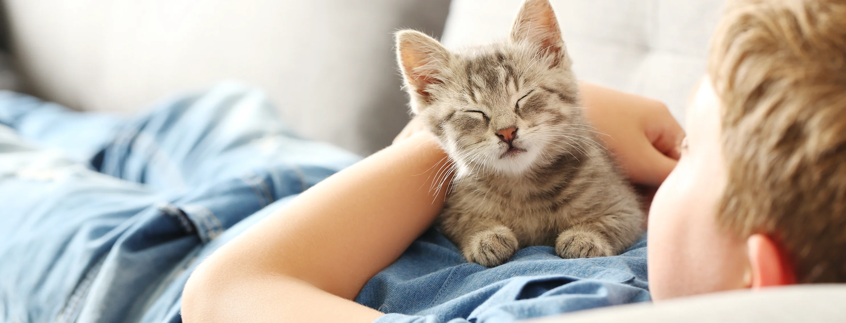 Cat laying down smiling