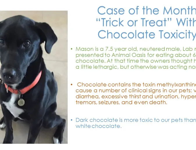 Black Labrador Retriever with a red collar sitting down on the ground Black Labrador Retriever with a red collar sitting down on the ground