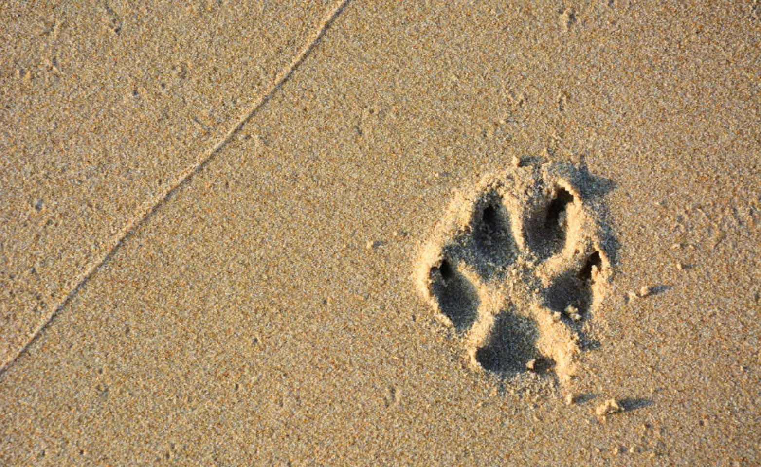 Paw print in the sand 