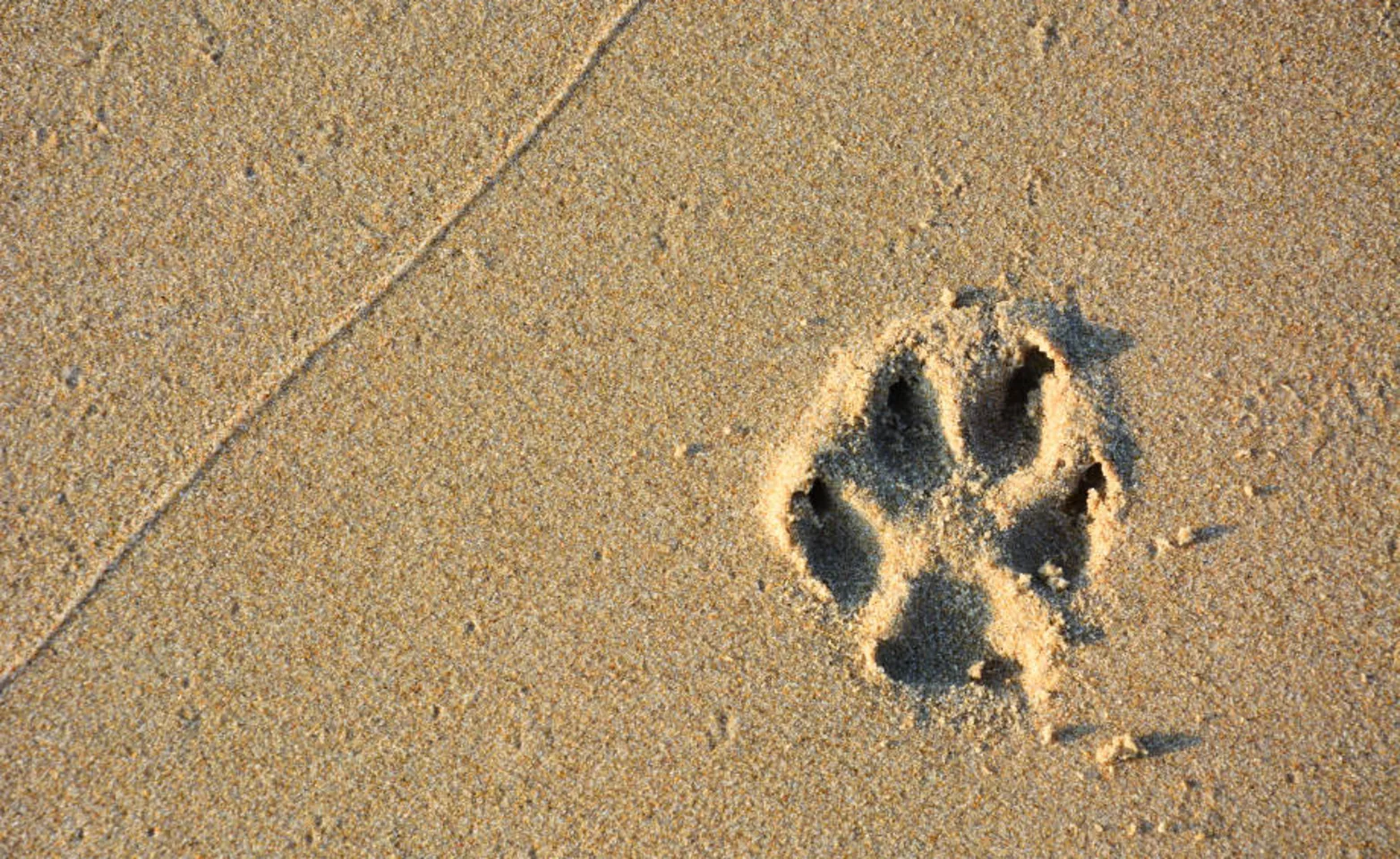 Paw print in the sand 