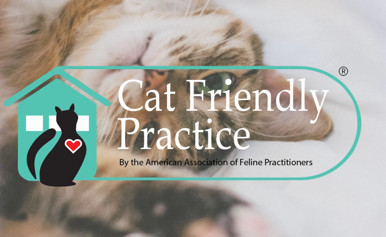 Cat Friendly Practice certified by American Association of Feline Practitioners Cat Friendly Practice certified by American Association of Feline Practitioners