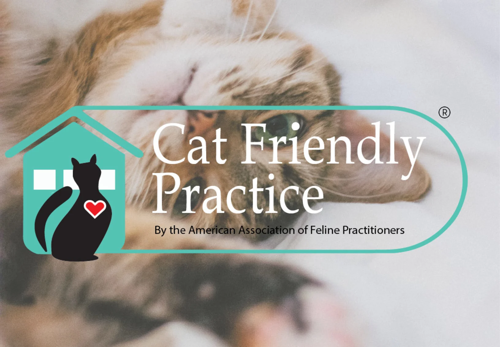 Cat Friendly Practice certified by American Association of Feline Practitioners Cat Friendly Practice certified by American Association of Feline Practitioners