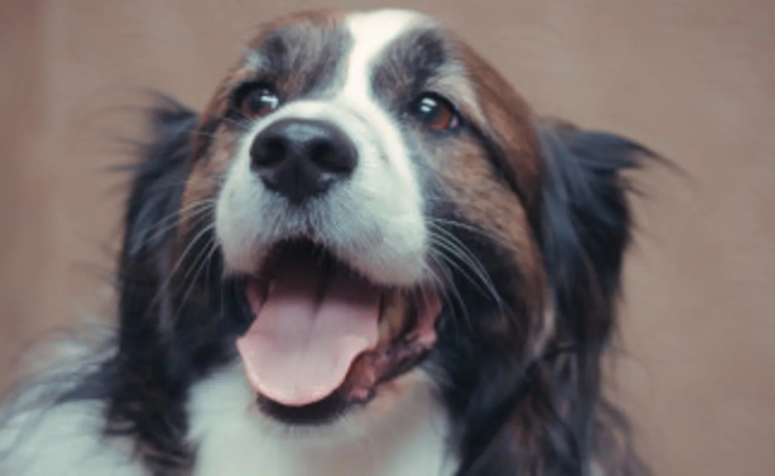 A black and white dog smiling A black and white dog smiling