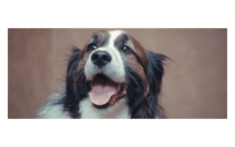 A black and white dog smiling