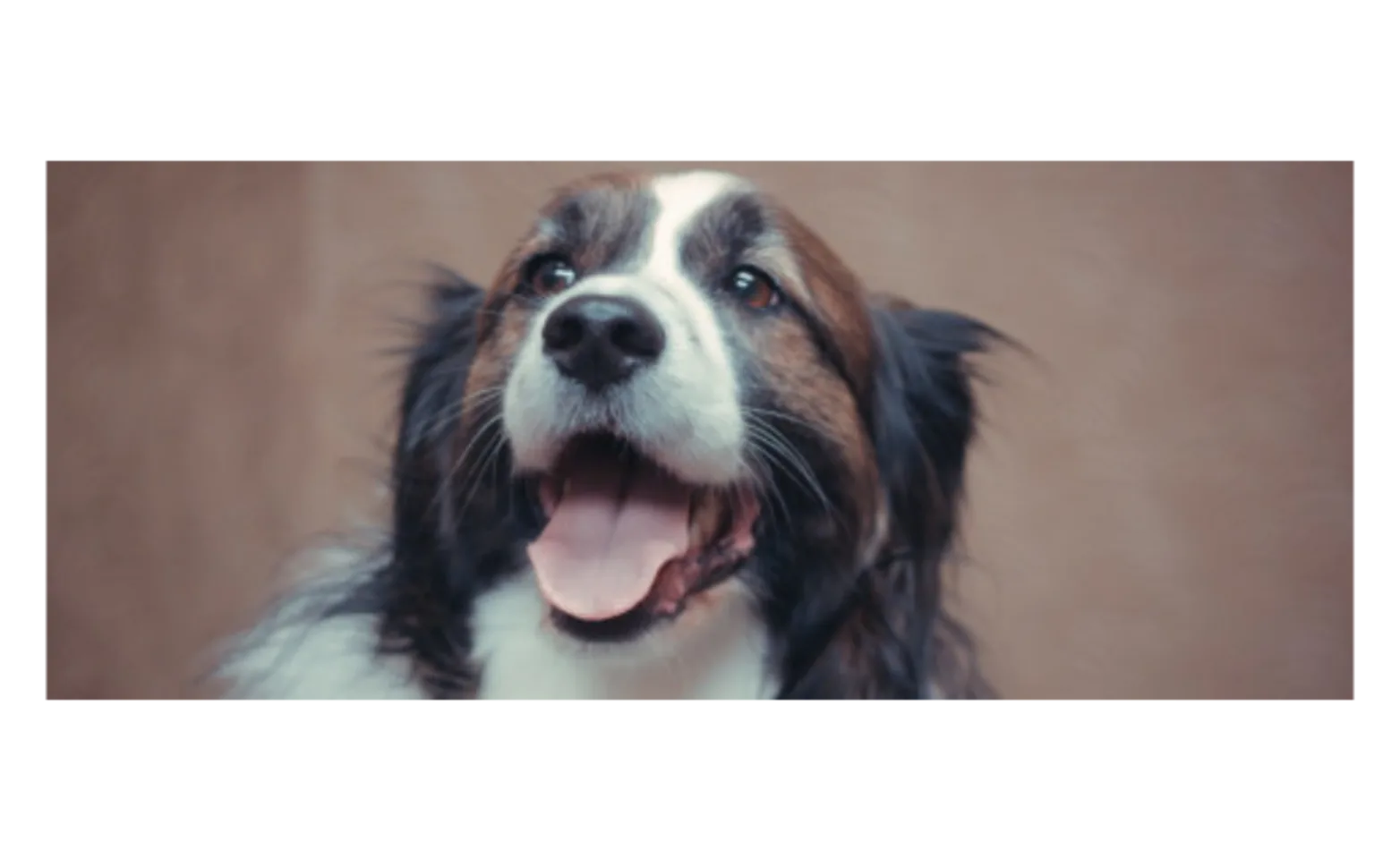 A black and white dog smiling A black and white dog smiling