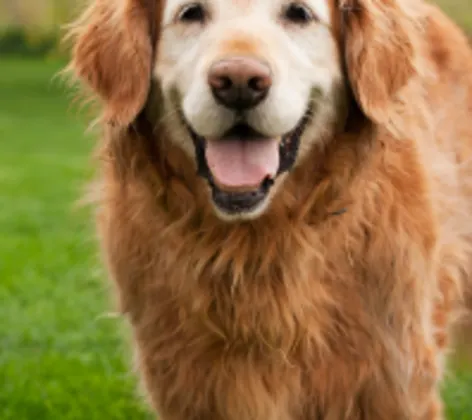 An old dog An old dog