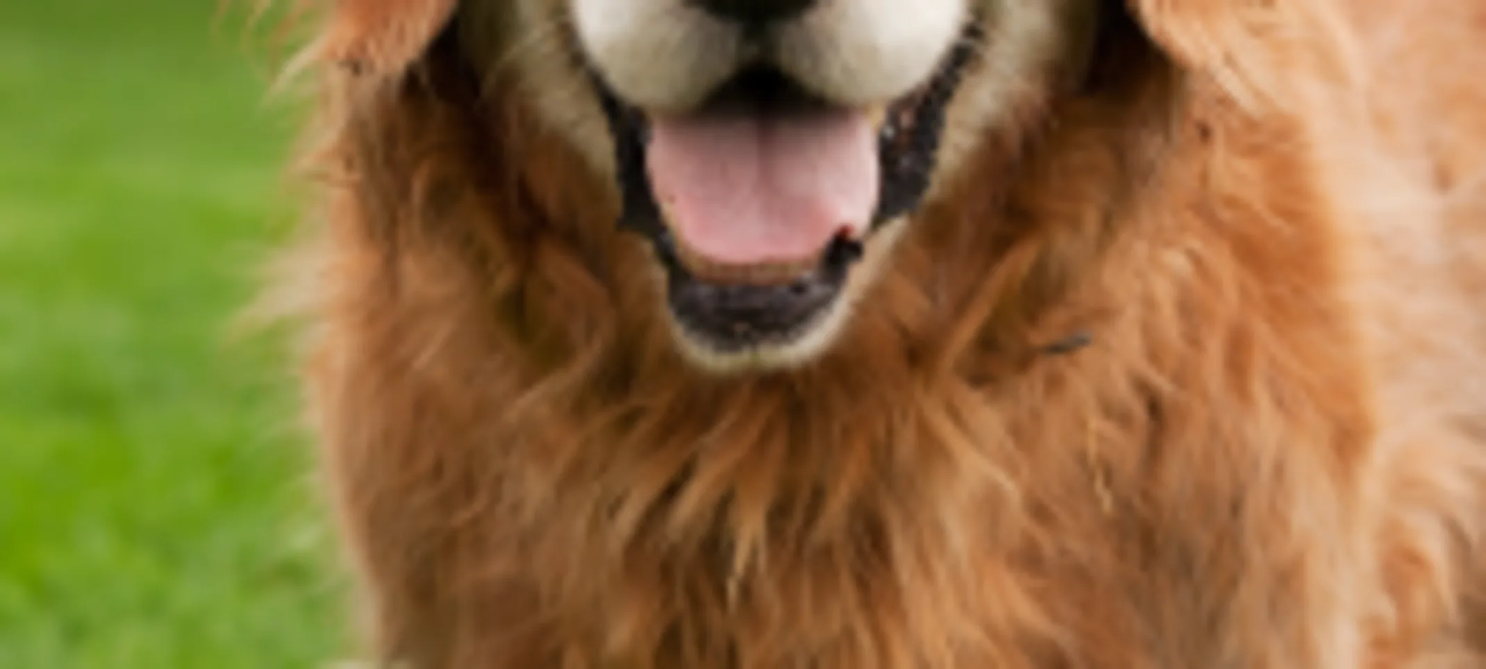 An old dog An old dog