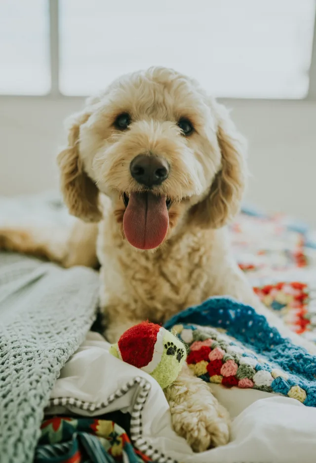 dog laying with blanket and toy