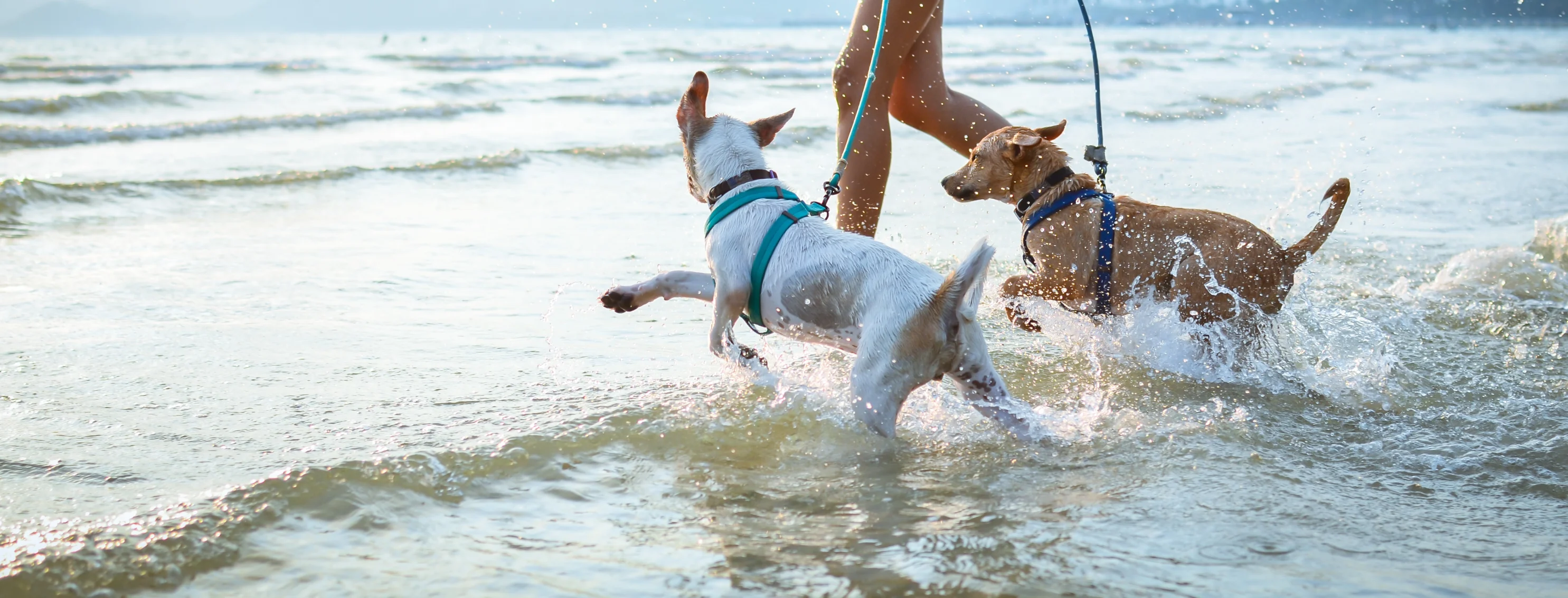 two dogs splashing in the waves