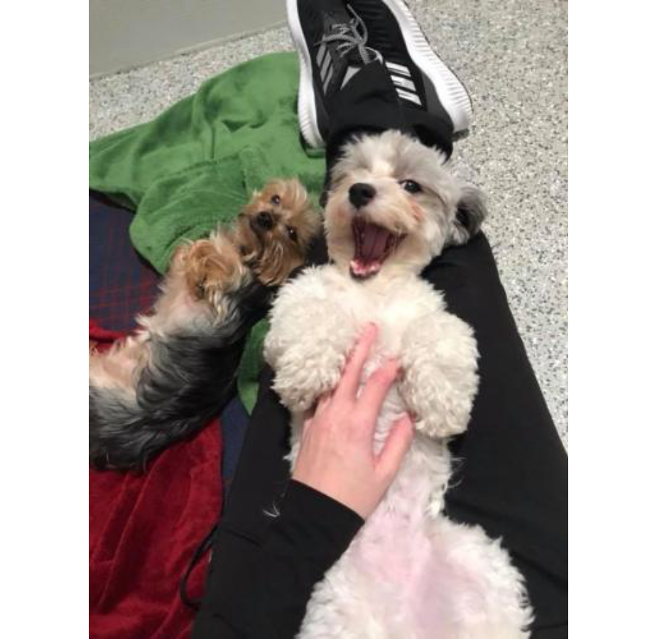 Dog laying on staff's legs getting belly rubs
