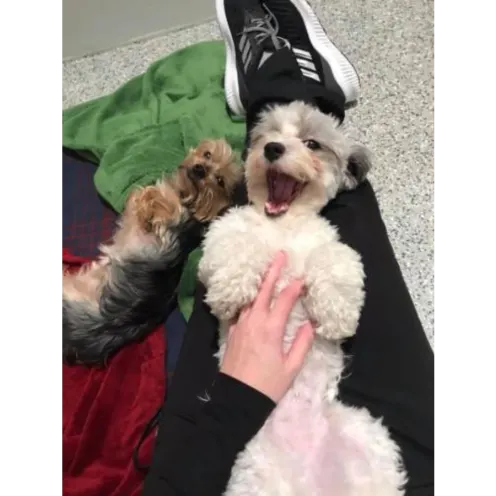 Dog laying on staff's legs getting belly rubs