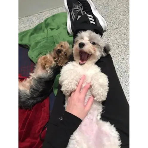 Dog laying on staff's legs getting belly rubs Dog laying on staff's legs getting belly rubs