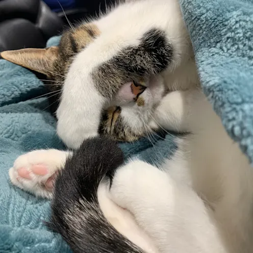 Sleeping Cinnamon Sleeping Cinnamon