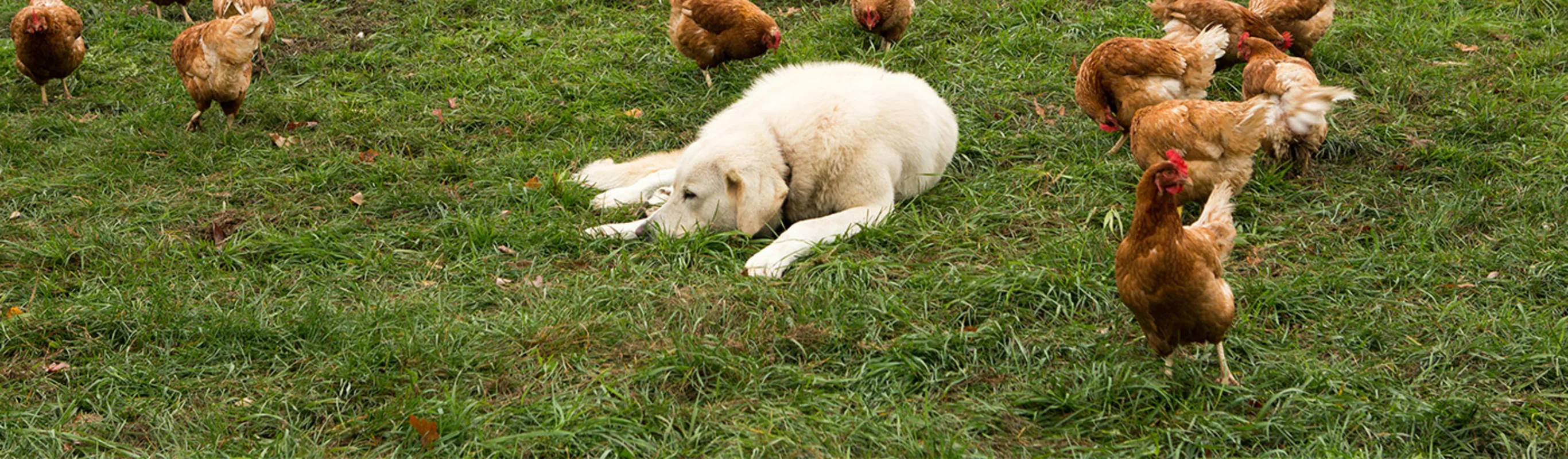 a dog lying in the grass with chickens a dog lying in the grass with chickens