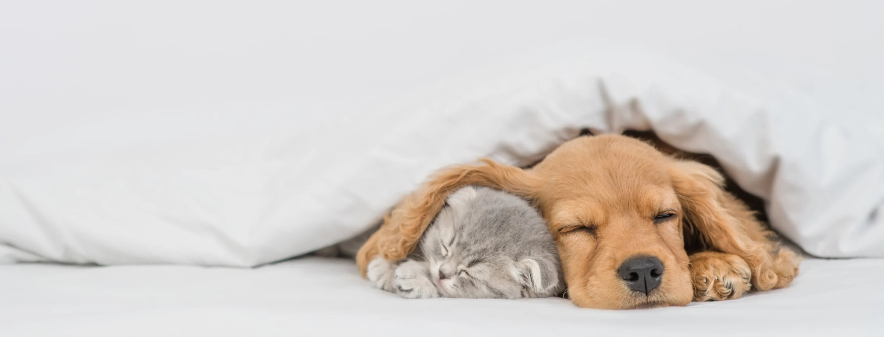 Cat and dog sleeping under blankets Cat and dog sleeping under blankets