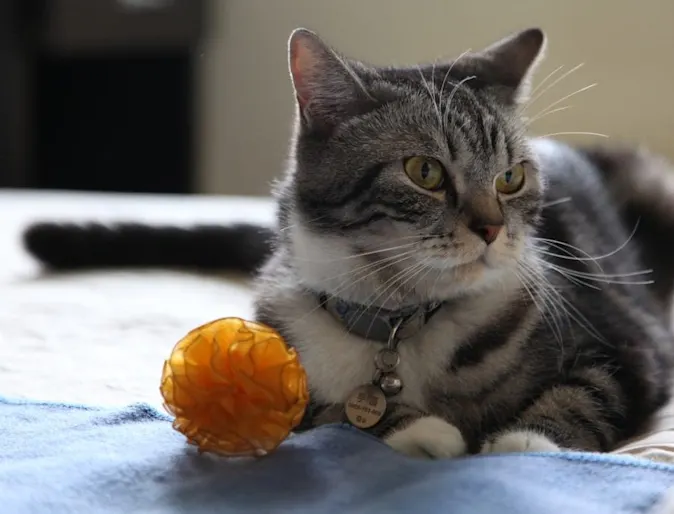 Cat Laying Down on Blanket