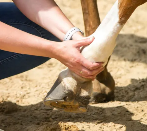 Horse receiving therapeutic massage on its joints. Horse receiving therapeutic massage on its joints.