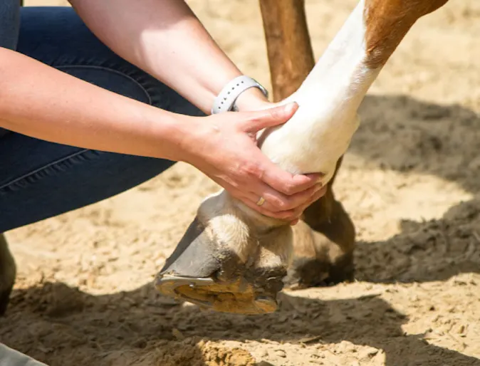 Horse receiving therapeutic massage on its joints. Horse receiving therapeutic massage on its joints.