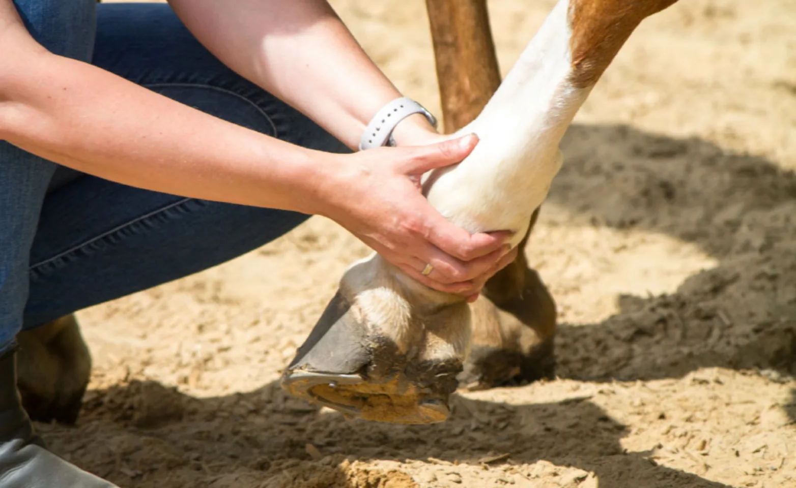 Horse receiving therapeutic massage on its joints.