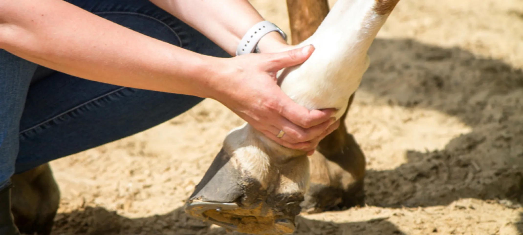 Horse receiving therapeutic massage on its joints. Horse receiving therapeutic massage on its joints.