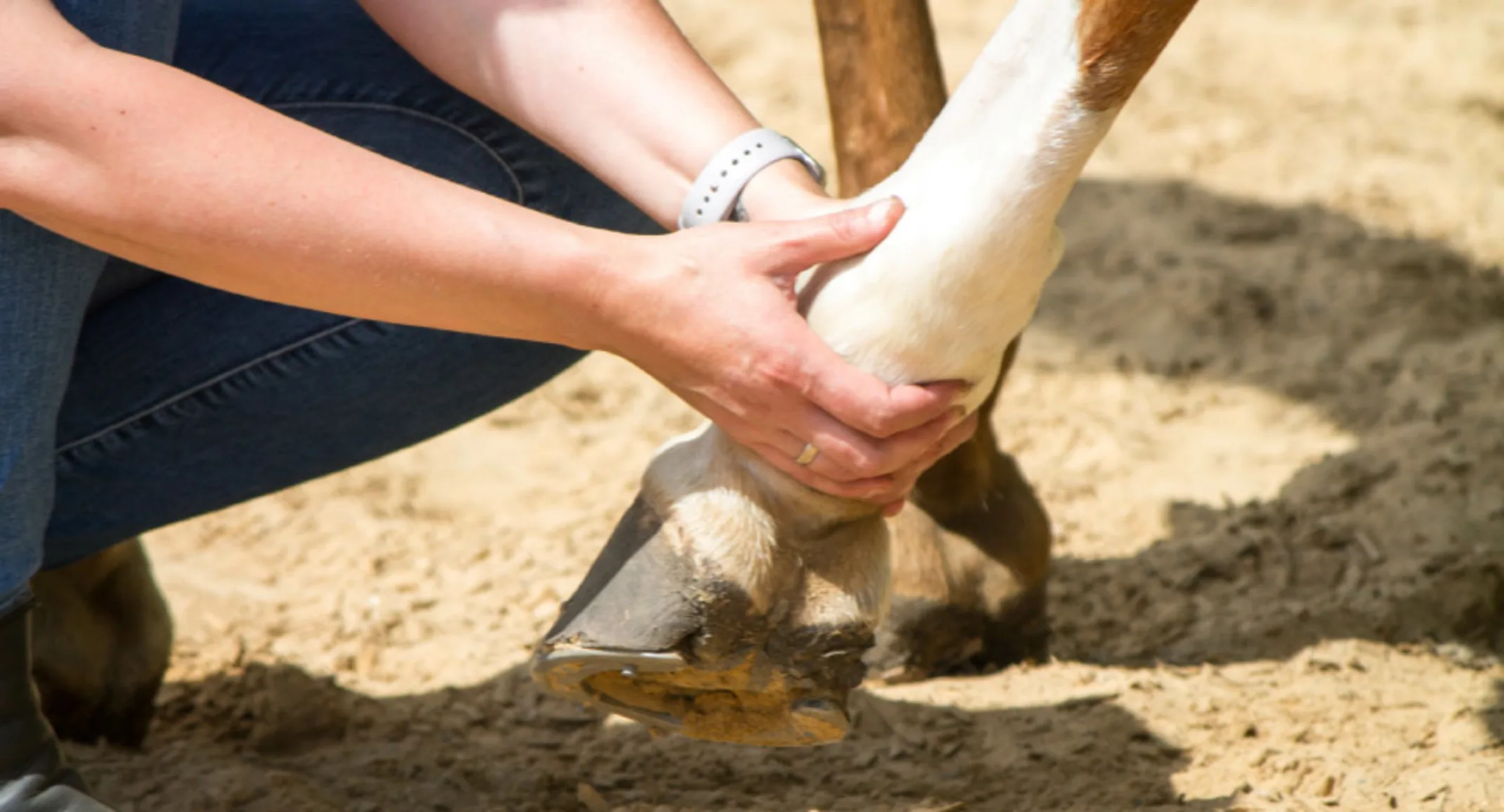 Horse receiving therapeutic massage on its joints. Horse receiving therapeutic massage on its joints.