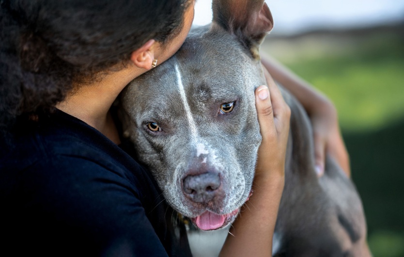 Woman hugging a grey pitbull