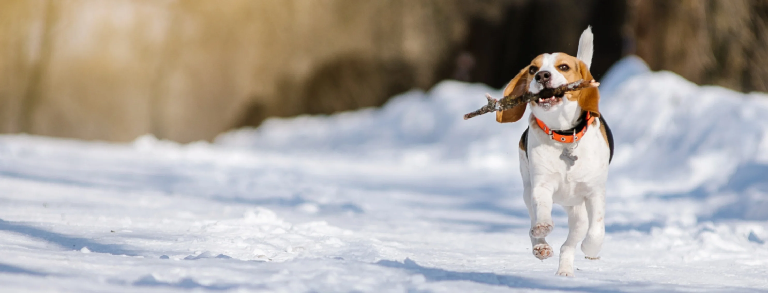 Dog Running Through the Snow with a Tree Branch