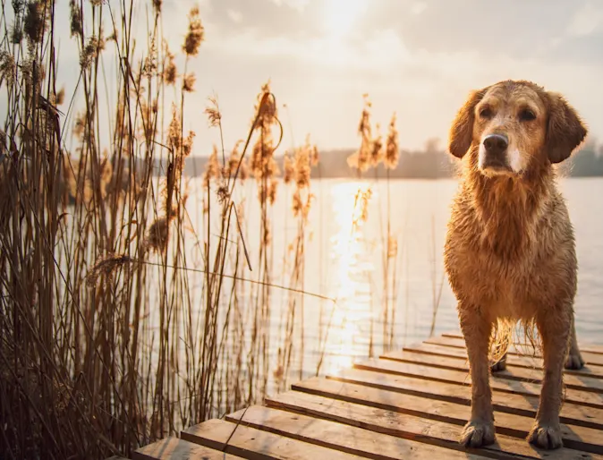 Dog on a wooden dock by the lake next to some Spear Grass. Dog on a wooden dock by the lake next to some Spear Grass.