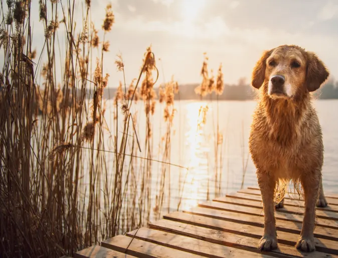 Dog on a wooden dock by the lake next to some Spear Grass.