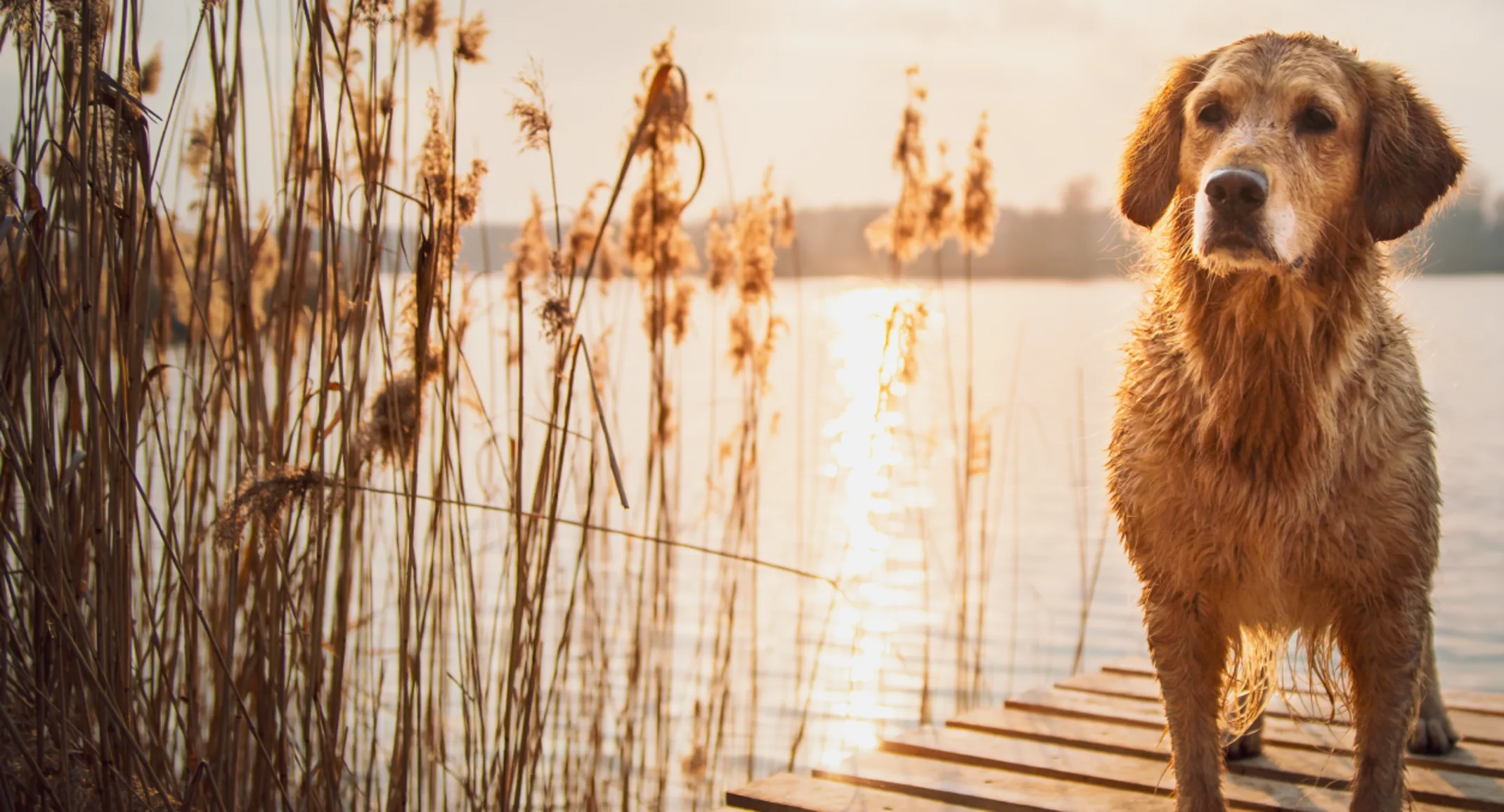 Dog on a wooden dock by the lake next to some Spear Grass. Dog on a wooden dock by the lake next to some Spear Grass.