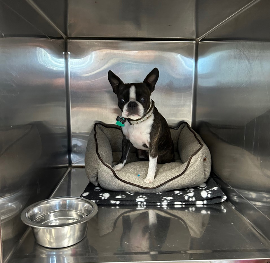 Animal Medical Center (Tuscaloosa) Small Dog Boarding