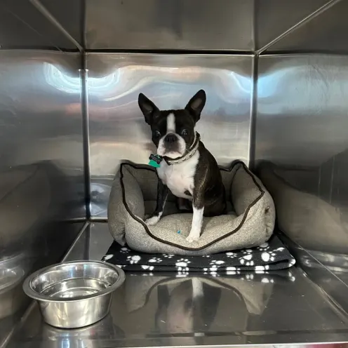 Animal Medical Center (Tuscaloosa) Small Dog Boarding