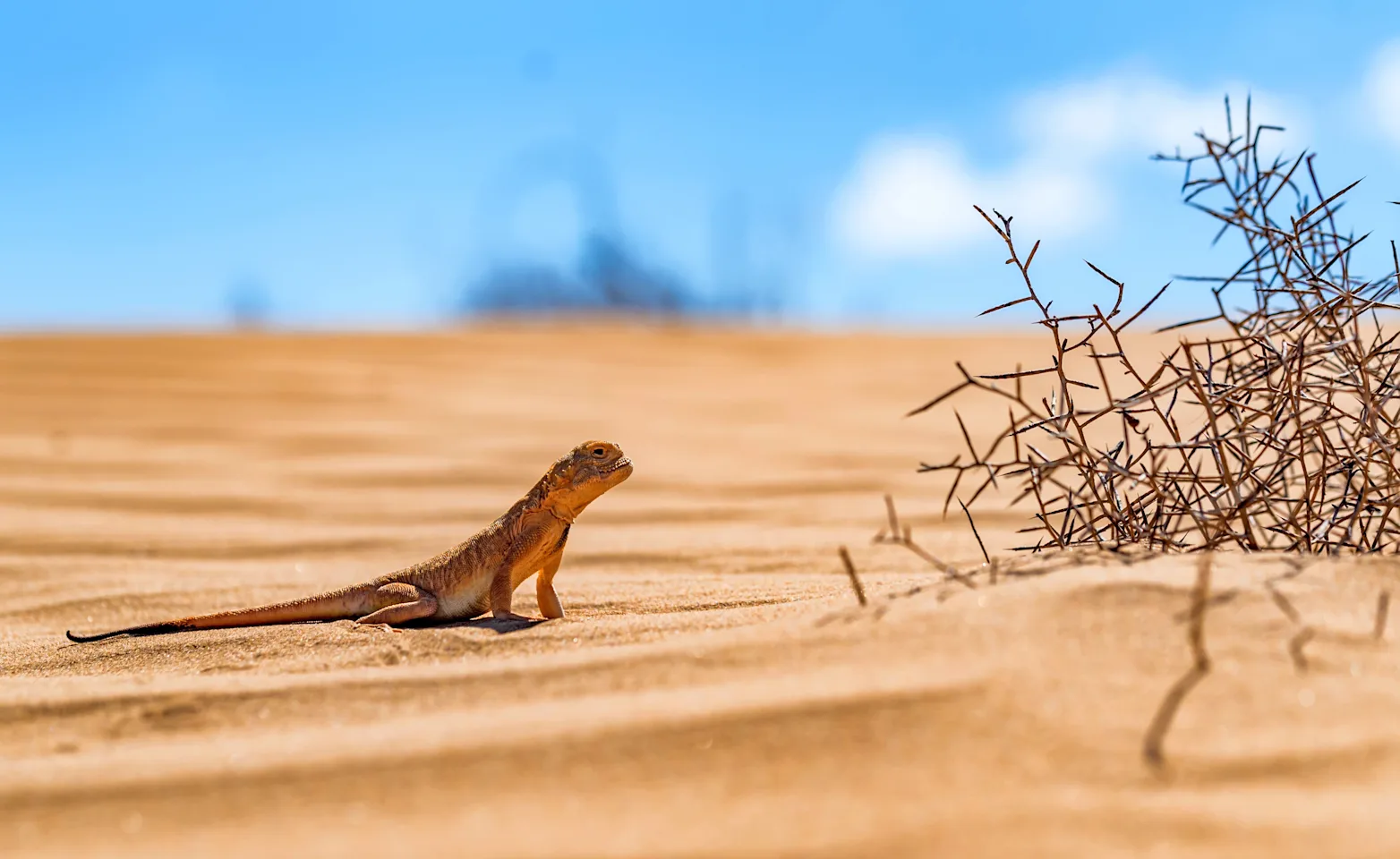 A lizard sits in desert sand