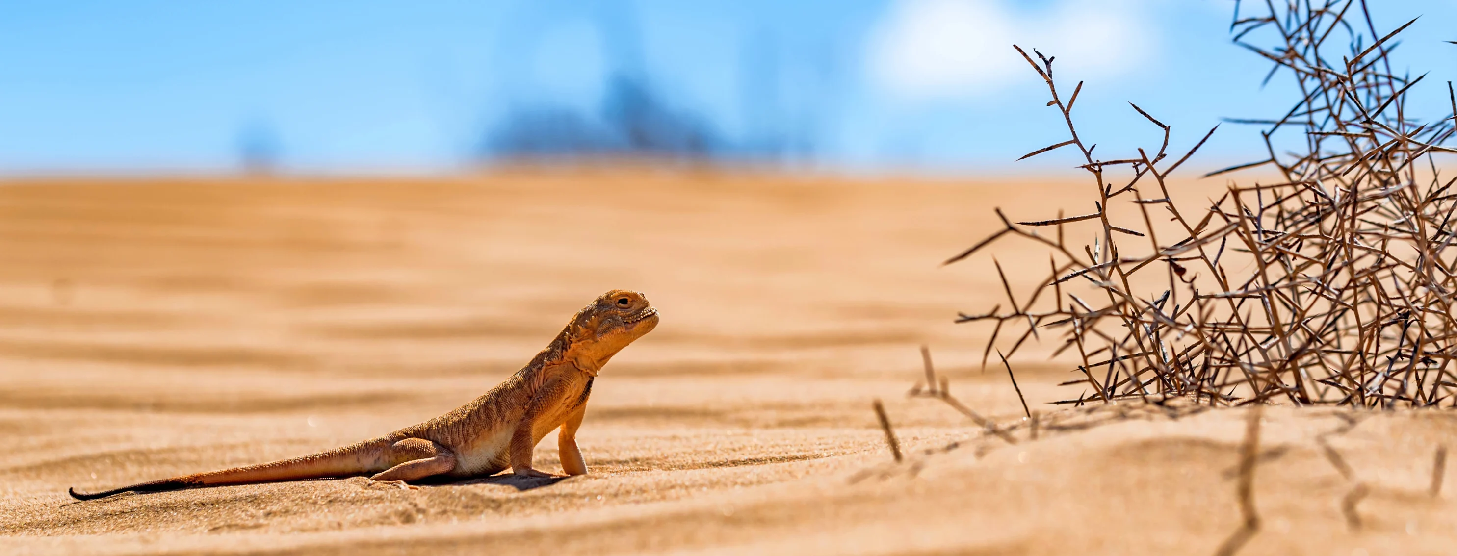 A lizard sits in desert sand