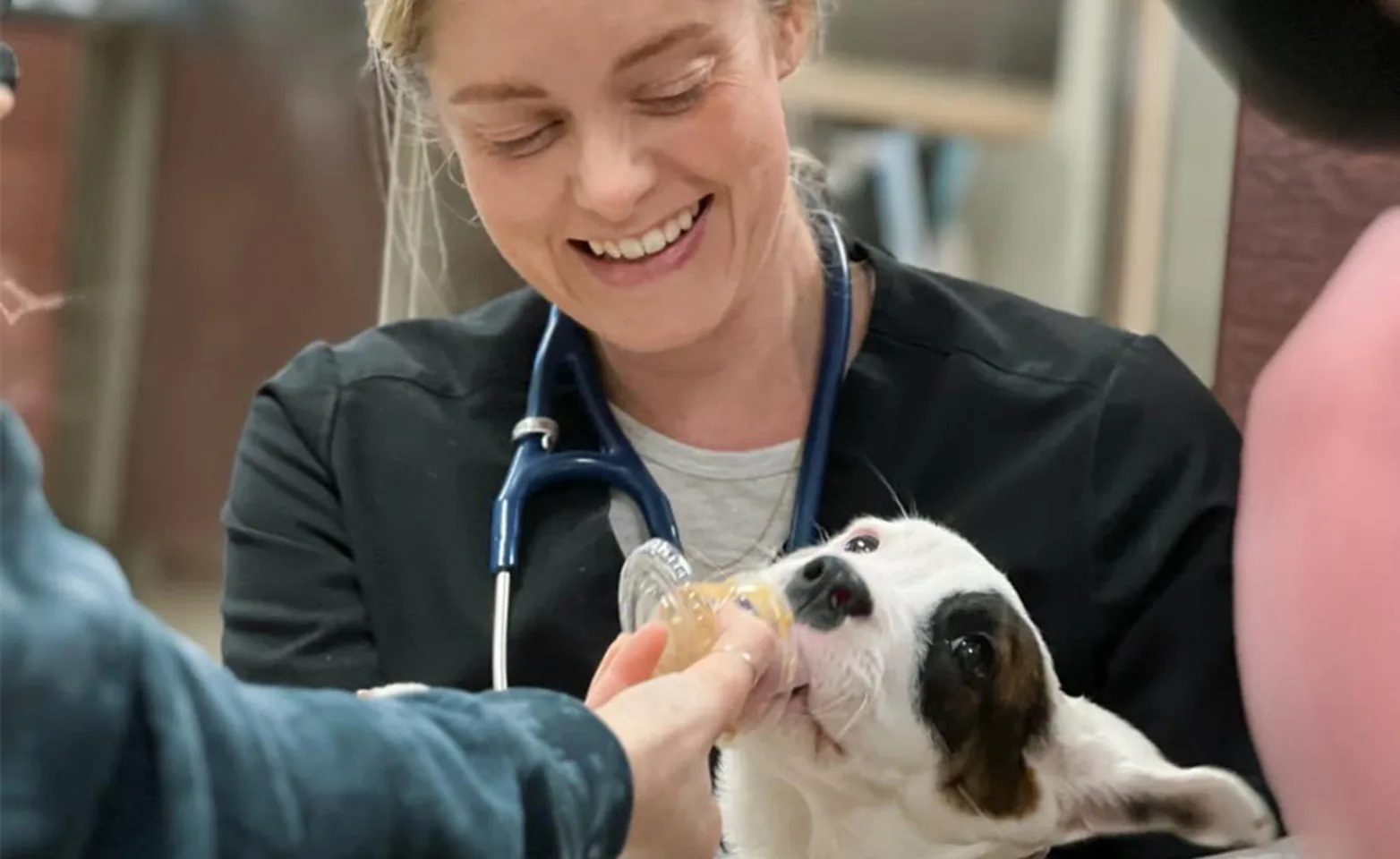 Veterinarian with brown dog Veterinarian with brown dog
