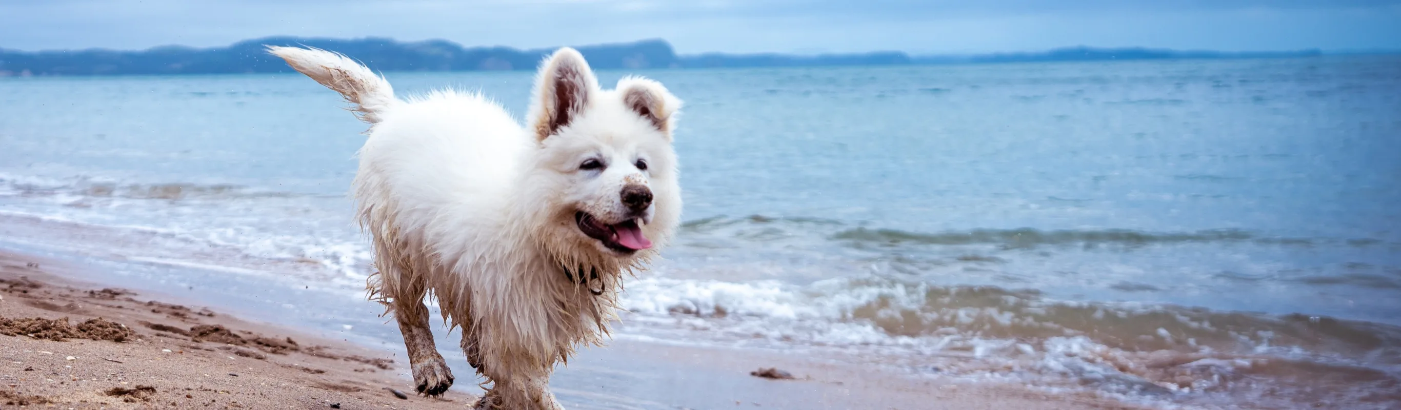 Dog in the waves on the sandy beach