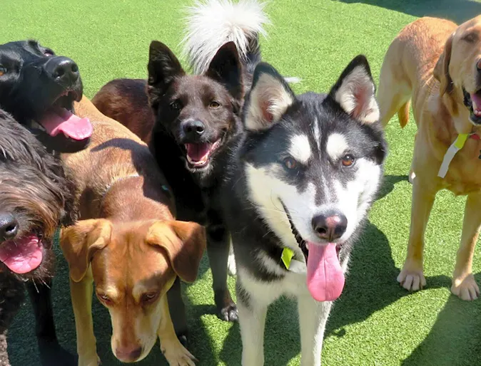 Group of dogs together smiling Group of dogs together smiling