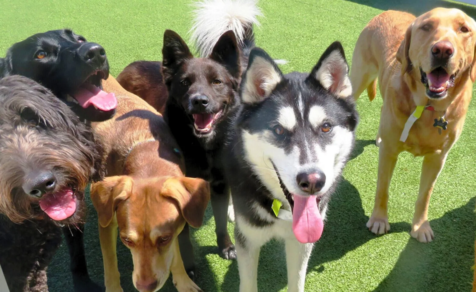 Group of dogs together smiling Group of dogs together smiling