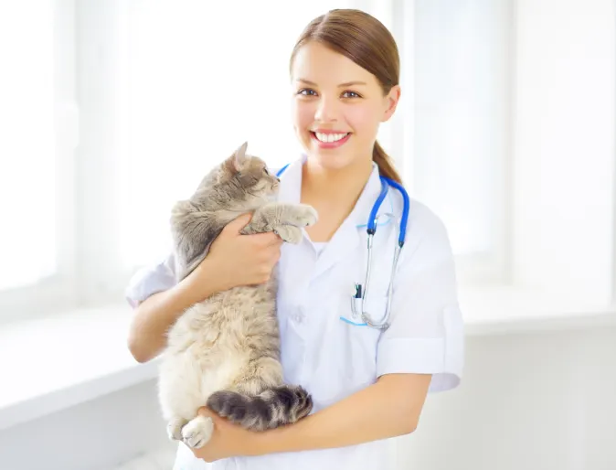 Female Veterinarian holding a fluffy grey tabby cat while smiling at the camera. 